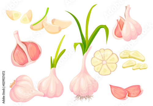 Cartoon fresh garlic. Garlics bulb raw plant and slicing chopped half peeled vegetable head, natural white seasoning healthy food vegetables neat vector illustration