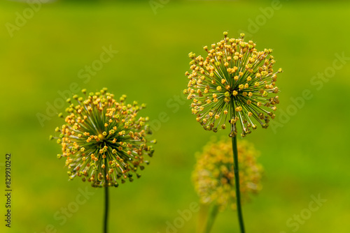 allium flowers with green stems are in a field