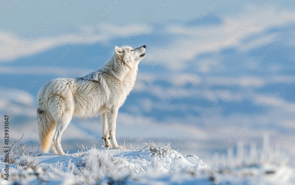 Fototapeta premium Solitary white wolf stands on a snowy hill with a backdrop of mountain ridges