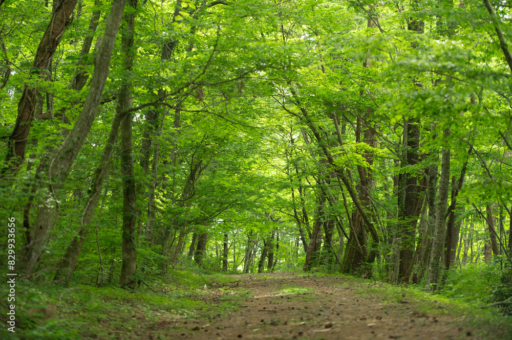 Obraz premium 初夏の林道