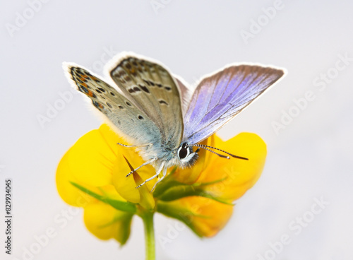 Butterfly Polyommatus Icarus which sits on yellow flower on a white background