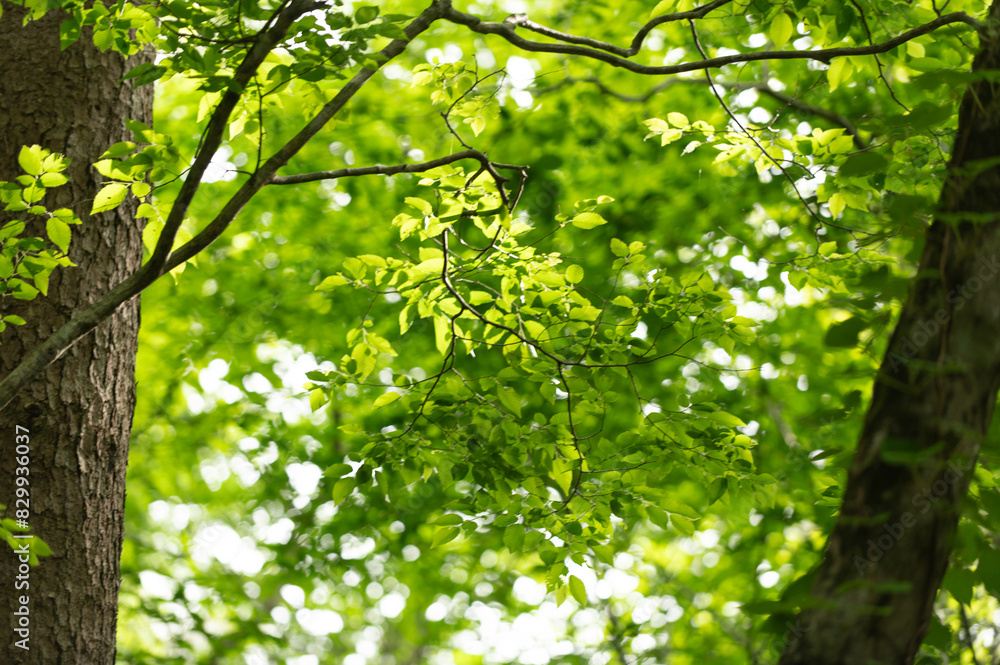 Obraz premium 初夏の若葉
