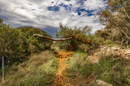 Landscape of the Croatian coast around Rovinj, rocky beaches, azure Adriatic Sea