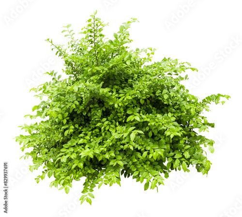 Tropical plant fence bush green shrub tree isolated on white background with clipping path. 