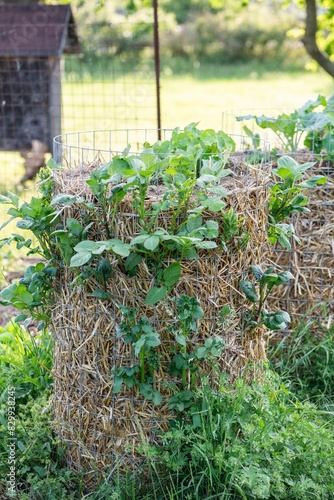 Wallpaper Mural Kartoffelturm im Garten, Kartoffelanbau, Selbstversorgung, 
 Torontodigital.ca