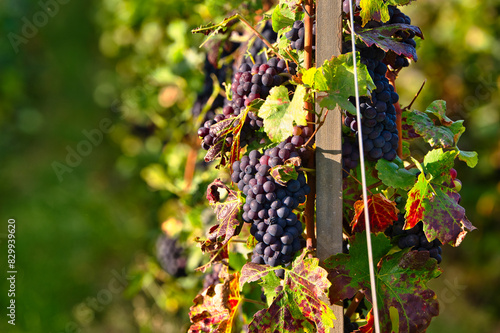 Clusters of Pinot Noir grapes during harvest season in the Champagne region catching the last sunlight to ripen further photo