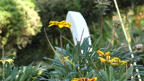 Gazania yellow flower in the garden