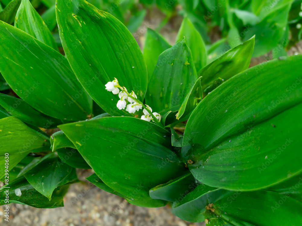 Blooming lilies of the valley in the garden Blooming lilies of the valley in the garden