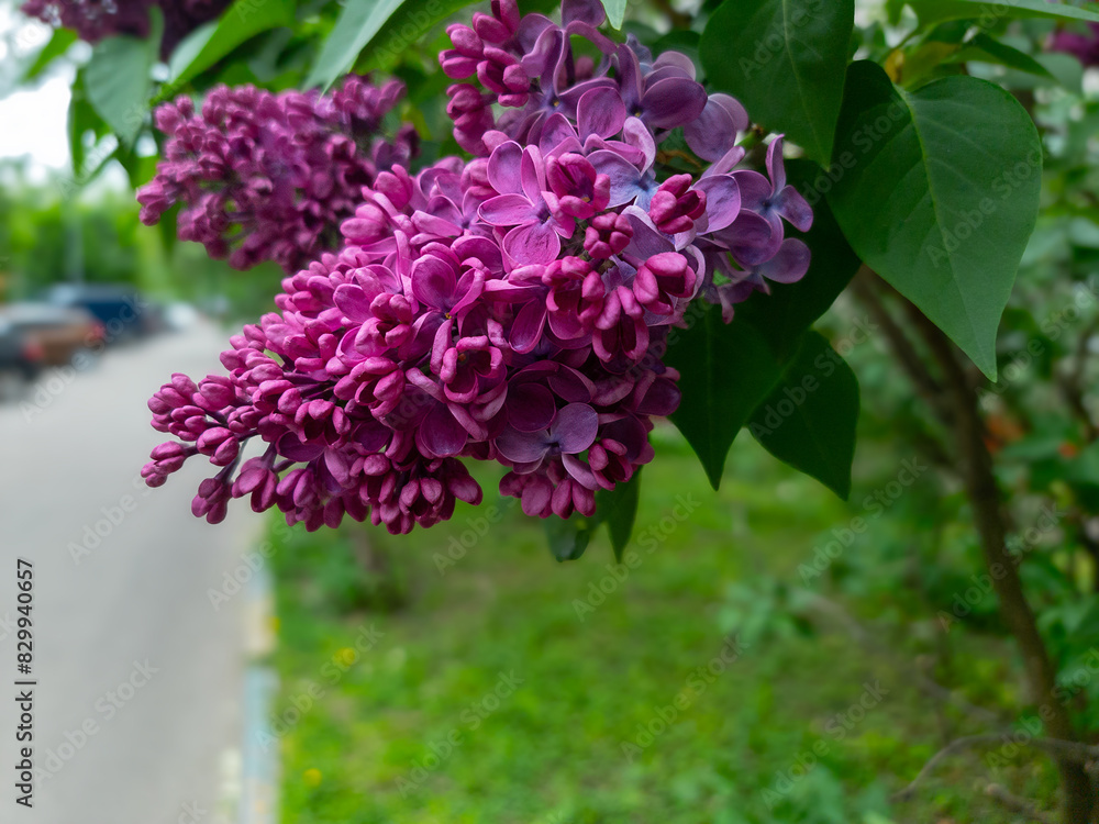 Pink double lilac flowers in the garden close-up Pink double lilac flowers in the garden close-up