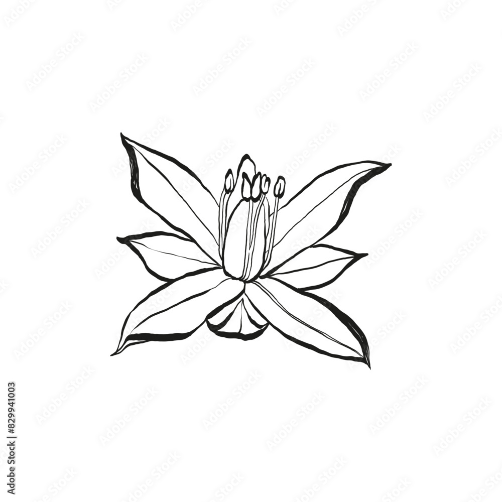Botanical drawing. Minimal plant logo, botanical graphic sketch drawing, meadow greenery, leaf and blooming flower abstract sketch element collection, rustic branch. Trendy tiny tattoo design, floral Botanical drawing. Minimal plant logo, botanical graphic sketch drawing, meadow greenery, leaf and blooming flower abstract sketch element collection, rustic branch. Trendy tiny tattoo design, floral