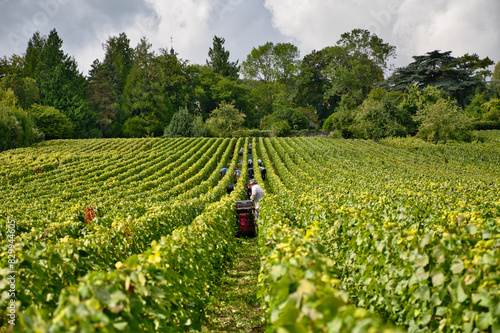 Slika na platnu Grape pickers in the middle of the vineyard next to Huatvillers during the grape