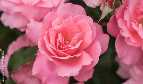 Flower called Hojun in close up in the garden