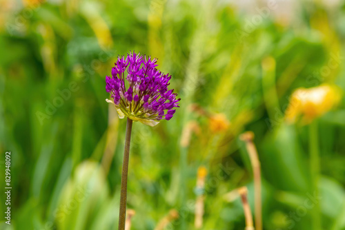 Wallpaper Mural purple flower is standing in a field of green grass Torontodigital.ca