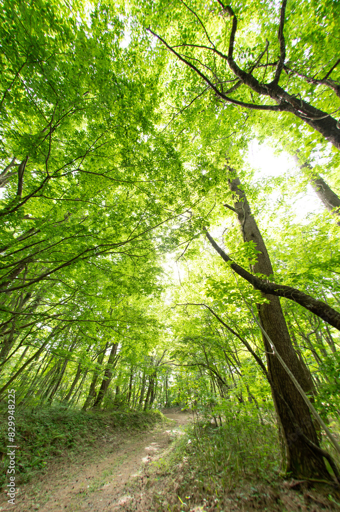 Naklejka premium 初夏の林道