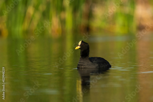 White winged coot in a Pampas Lagoon environment, La Pampa, Argentina © foto4440