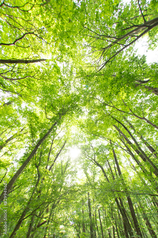 Naklejka premium 初夏の林道