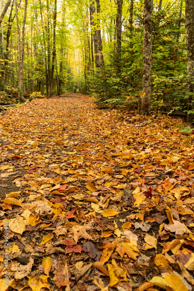 A forest trail blanketed with yellow, brown and orange leaves with tree lined both sides with green and yellow foliage, Autumn, Lincoln Woods Trail, White Mountain, New Hampshire