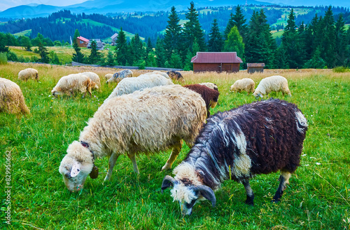 Sheep in Carpathians, Mountain Valley Peppers, Ukraine photo