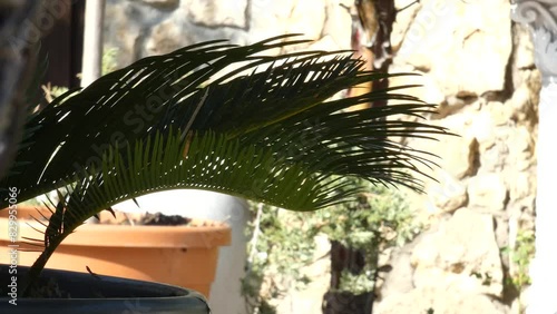 House plants, palm tree in front of a stylish concrete wall