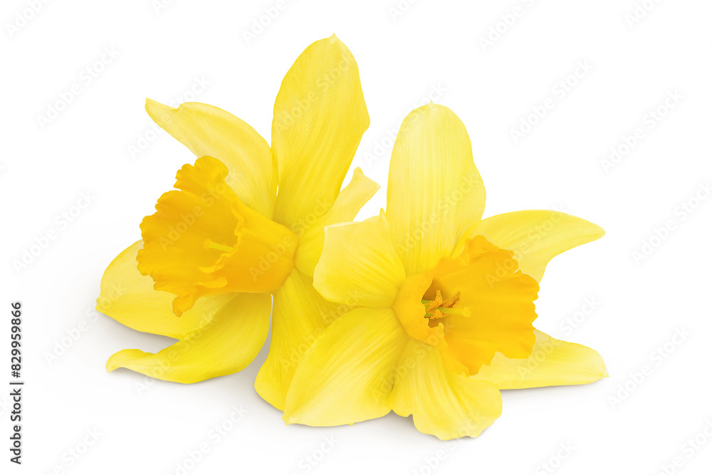 Fototapeta premium Daffodil flower or narcissus isolated on white background with full depth of field