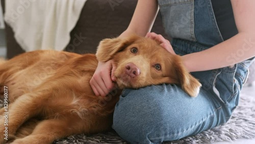 Cute Little Girl petting adorable tolling scotia retriever dog at home