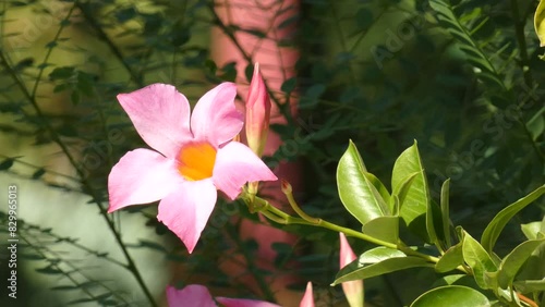 Mandevilla. big pink flower in the garden