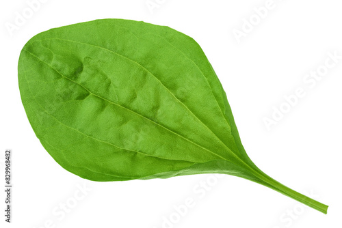 fresh plantain leaves isolated on white background. Top view. Flat lay photo
