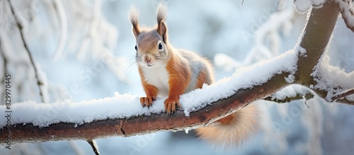 A European brown squirrel w...