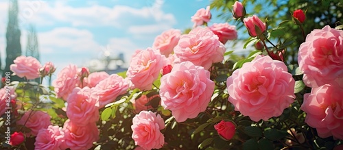 Early summer in a flower ga...