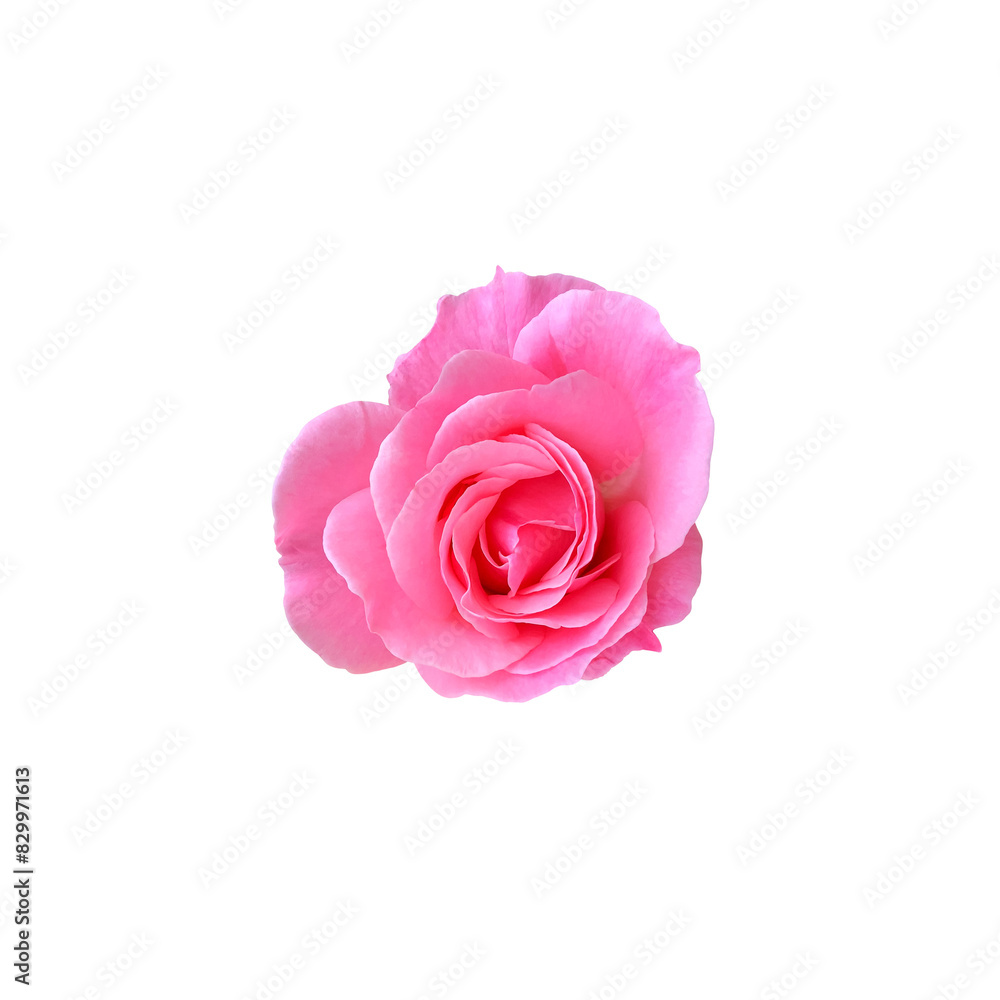 Bright pink blooming rose with bud delicate isolated flower, vibrant color cutout object for holiday decor, design, invitations, cards, soft focus and clipping path Bright pink blooming rose with bud delicate isolated flower, vibrant color cutout object for holiday decor, design, invitations, cards, soft focus and clipping path