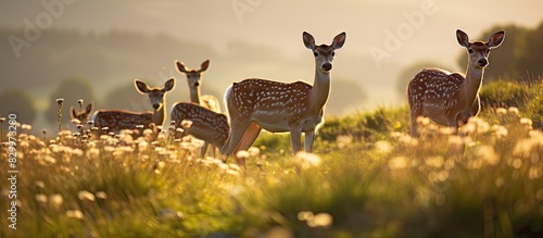 A group of fallow deer peacefully grazing in a sunlit meadow with plenty of copy space for the image photo