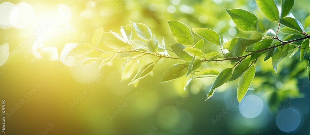 Bright summer sunlight creates a bokeh background with abstract blurred foliage providing a captivating copy space image Bright summer sunlight creates a bokeh background with abstract blurred foliage providing a captivating copy space image