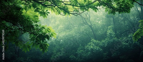 An abstract view of a green forest in the summer with foliage and branches creating a lush background emphasizing the eco concept. with copy space image. Place for adding text or design