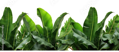 A frame of isolated tropica...