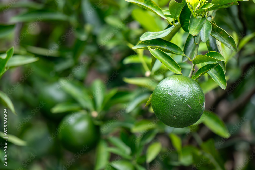There are several round green citrus fruits hanging from a tree with green leaves There are several round green citrus fruits hanging from a tree with green leaves