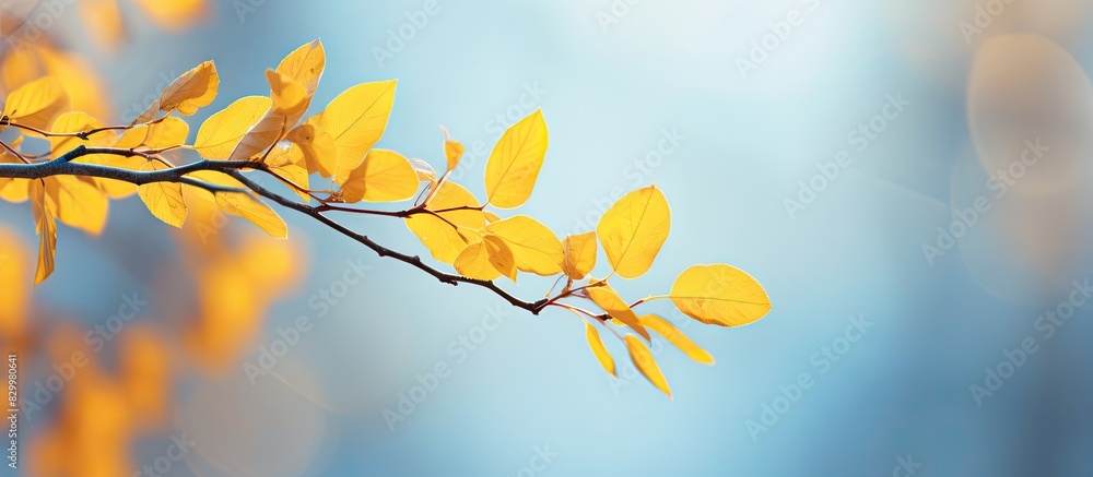 Autumn vibes captured in a close up image of vivid yellow leaves adorning a twig creating a beautiful contrast against the blurred backdrop. with copy space image. Place for adding text or design Autumn vibes captured in a close up image of vivid yellow leaves adorning a twig creating a beautiful contrast against the blurred backdrop. with copy space image. Place for adding text or design