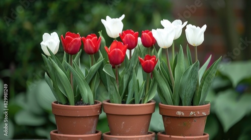 Tulips in flowerpots Red and white potted garden blooms