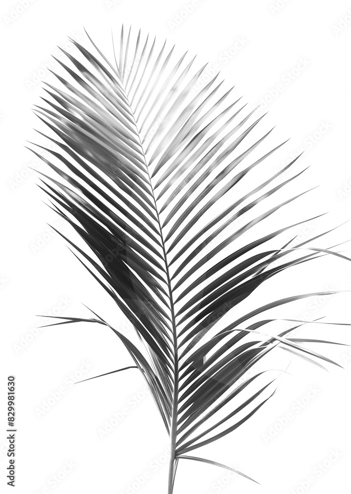 Natural texture or background of the leaves of the palm isolated on transparent background. PNG Natural texture or background of the leaves of the palm isolated on transparent background. PNG