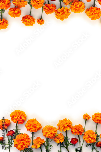 Orange and red flowers of marigold ( Tagetes ) on a white background with space for text. Top view, flat lay