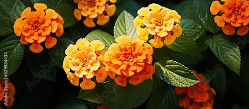 In the garden a gorgeous flower called Tahi Ayam Saliara or Lantana camara blossoms gracefully It provides a perfect copy space for a captivating flat lay image photo