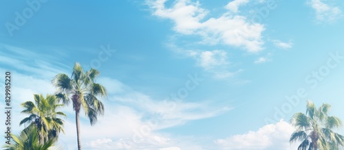 A fresh and sunny day with palm trees against a blue sky and white clouds creating a copy space image that symbolizes environment and ecology