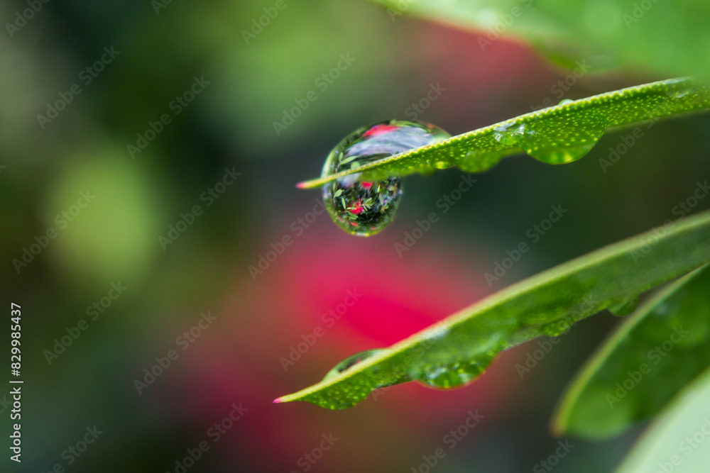 Water drops reflecting the scarlet flowers of a bottlebrush tree. Water drops reflecting the scarlet flowers of a bottlebrush tree.