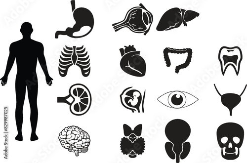 Human organ icons set. Editable Vector flat anatomical illustration. Nervous, cardiovascular, digestive systems, internal organs. Design element for medicine marketing, biology, pharmaceutical poster. photo