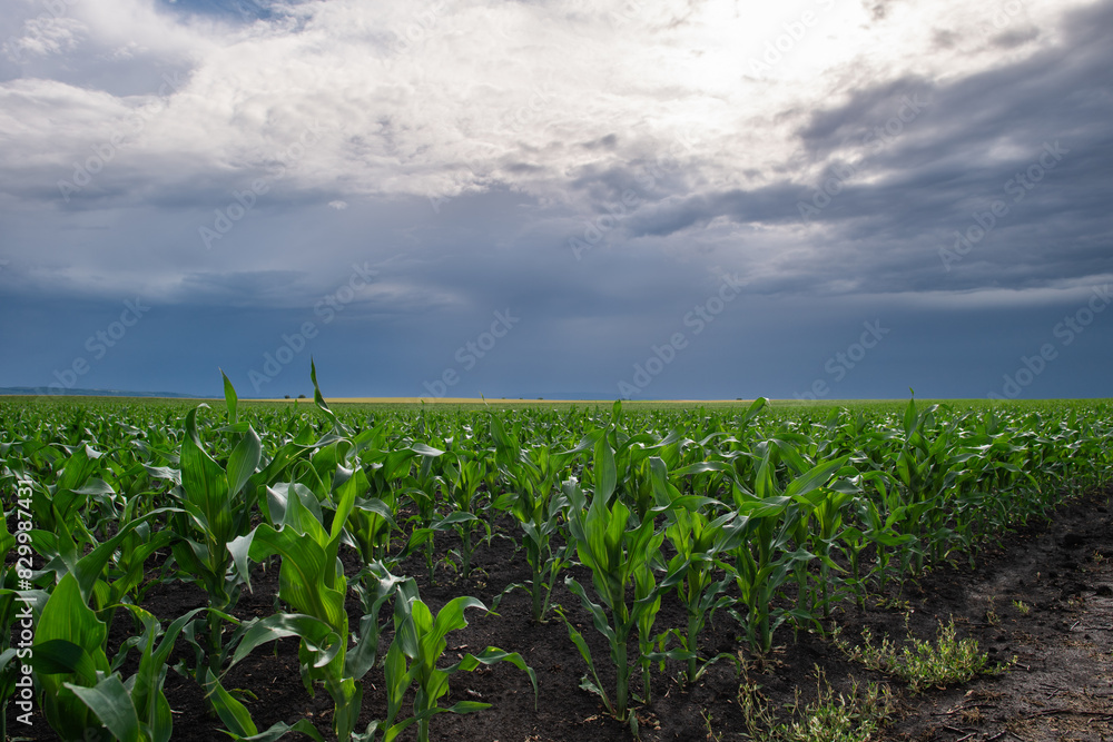 Open corn field at sunset. Open corn field at sunset.