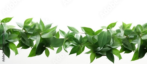 Leaves against a white back...