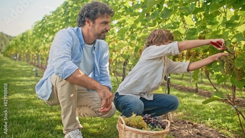 Young Caucasian boy with curly hair learning cutting grape vines with garden scissors. Placing ripe fruits into big yellow basket. Father observing sons work while trying taste of juicy grapes.