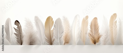 A copy space image featuring casually arranged delicate feathers in beige and gray on a white abstract background photo