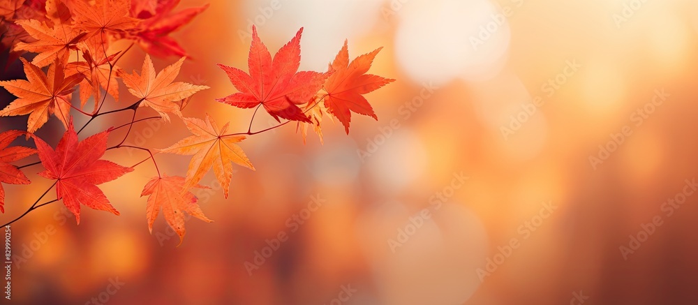 A background of fall leaves with a blurred effect creating a copy space image A background of fall leaves with a blurred effect creating a copy space image