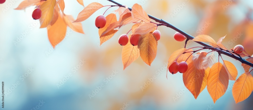 Leaves of cherry trees in autumn with copy space image