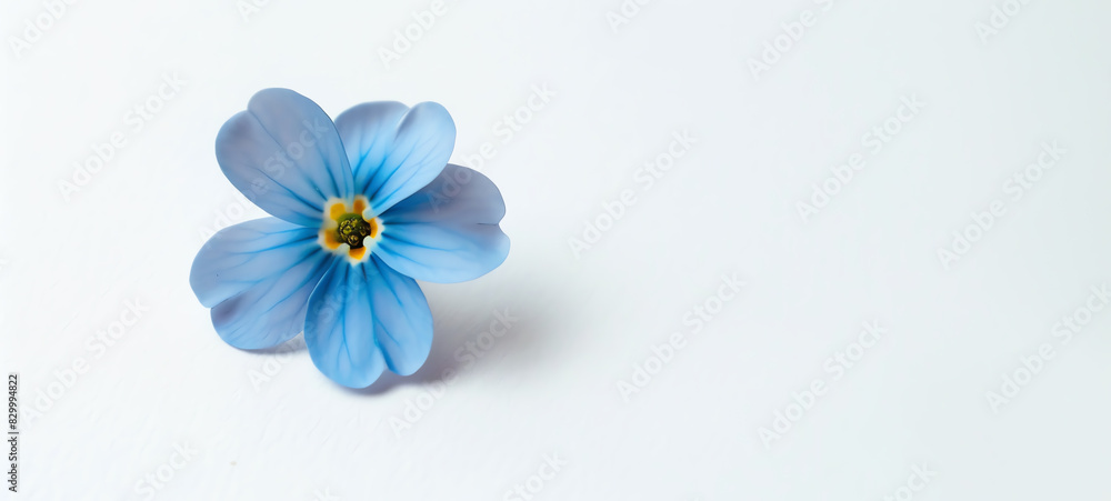 Forget Me Not, single bloom, isolated on white background Forget Me Not, single bloom, isolated on white background